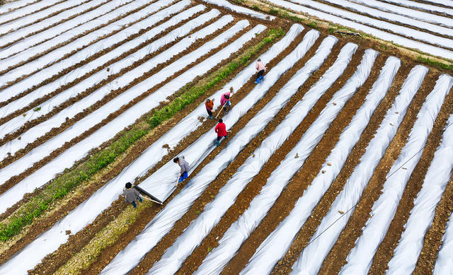 履膜  保墒  农事  惊蛰  种植
