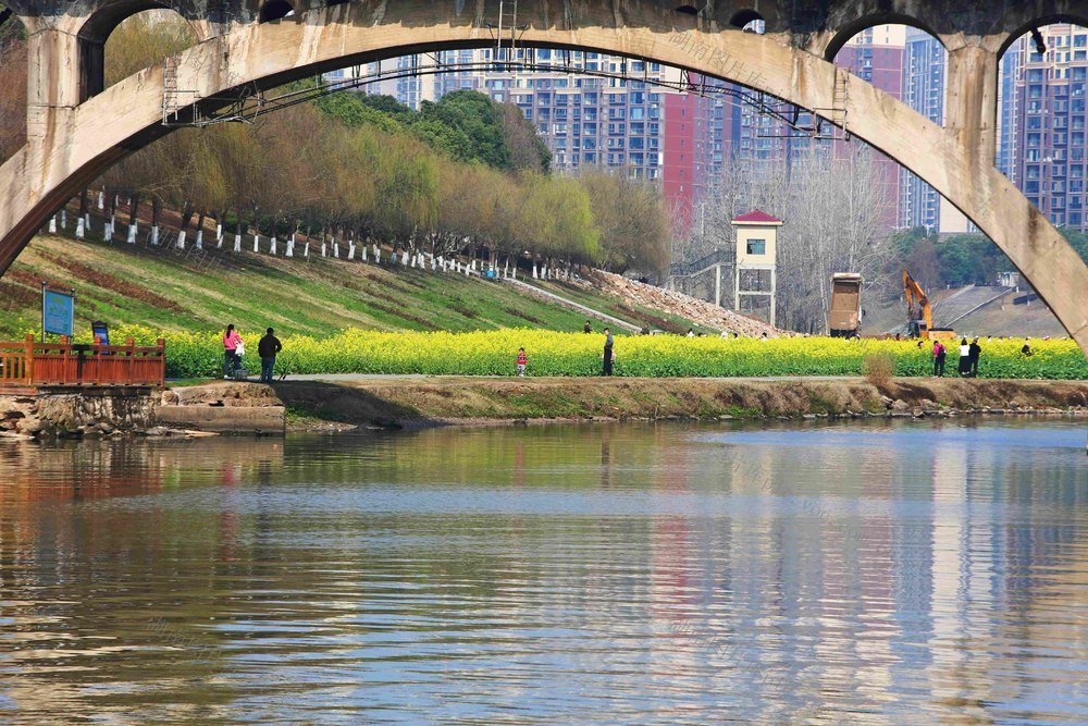 油菜花  网红打卡