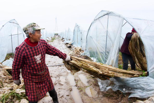 农业  春耕生产  蔬果大棚  备种备播