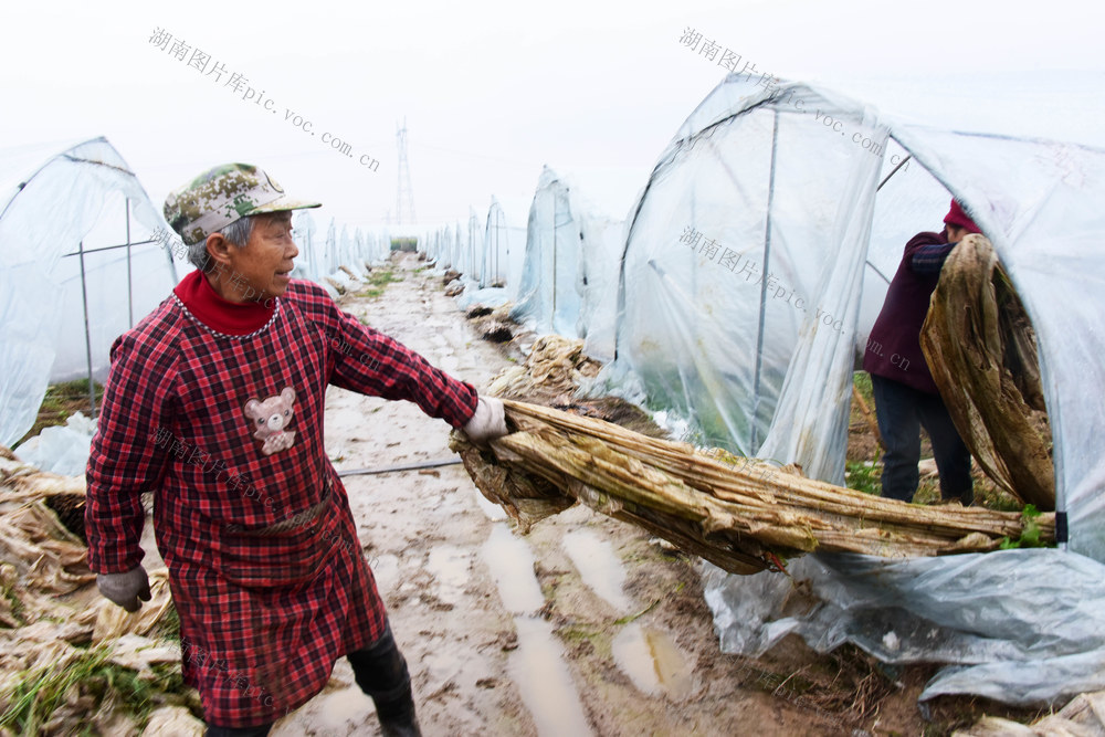 农业  春耕生产  蔬果大棚  备种备播