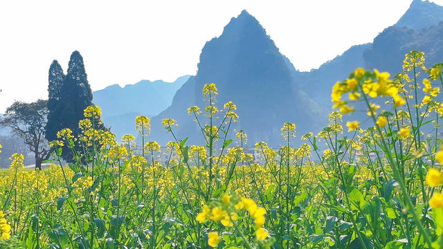 油菜花海 乡村美景  春日游客 永州市 宁远县 