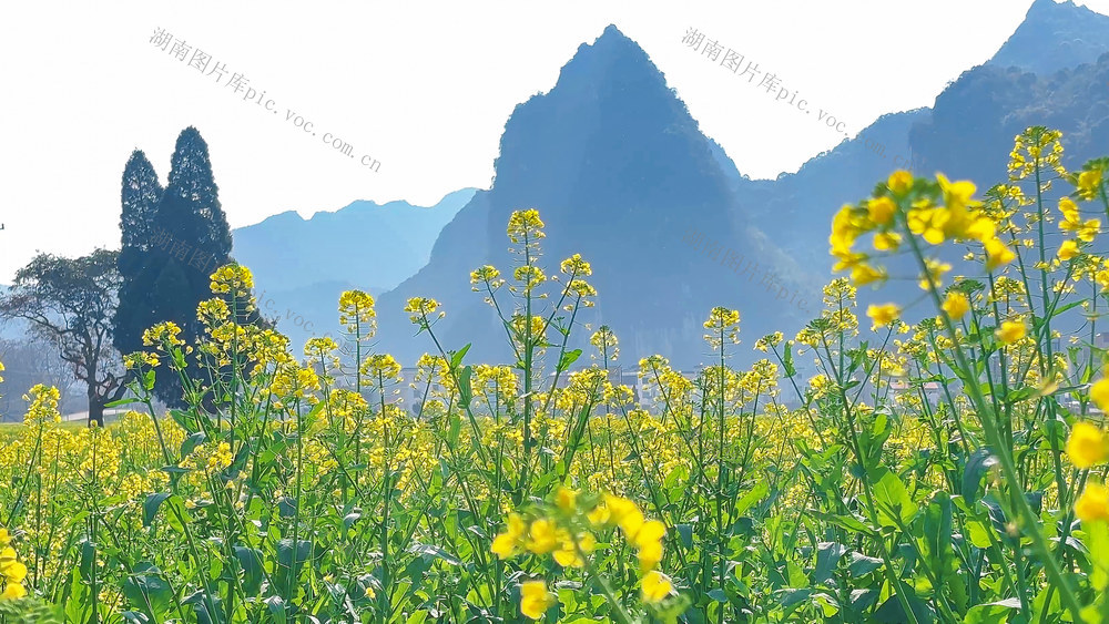 油菜花海 乡村美景  春日游客 永州市 宁远县 