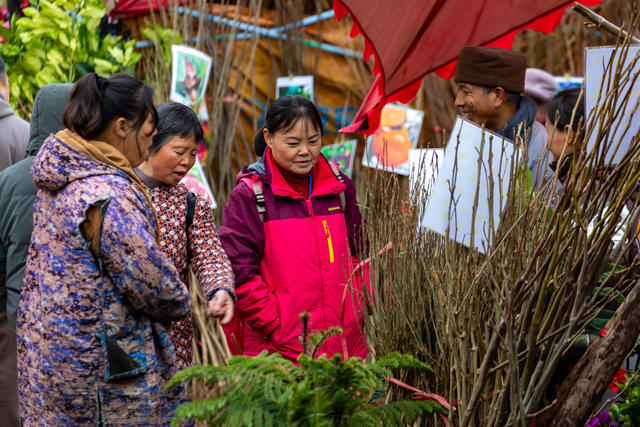 春天  苗木  市场  湘西 
