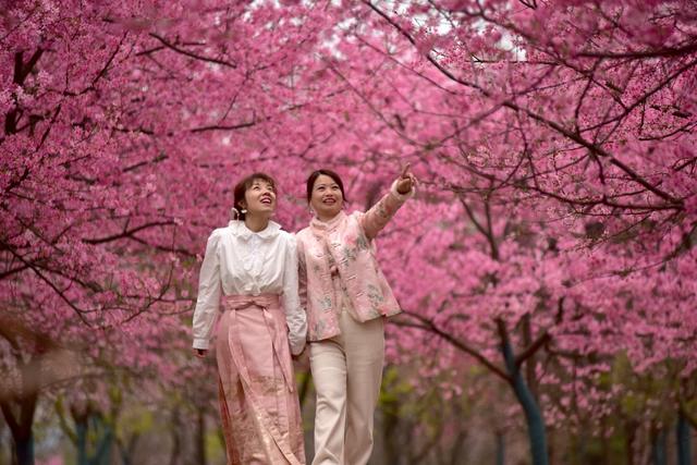 樱花  春光  旅游  文旅产业 乡村旅游  休闲度假