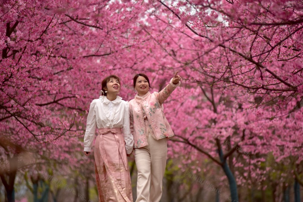 樱花  春光  旅游  文旅产业 乡村旅游  休闲度假