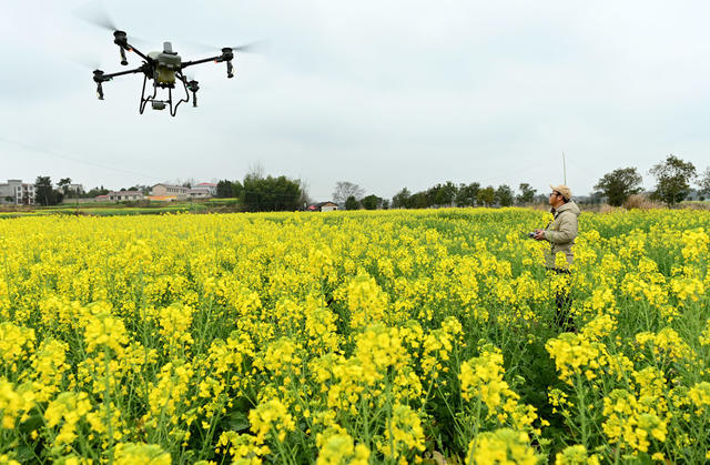  油菜 田间管理 施肥 喷洒 肥料 无人机 春季 田间地头 花 农业 丰产增收 农技员 