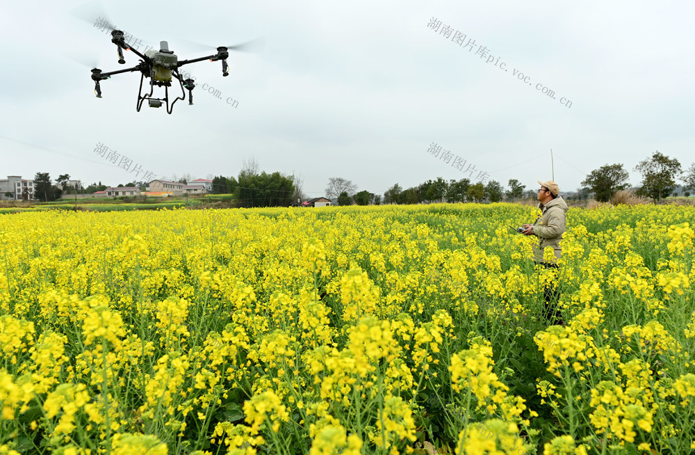 油菜 田间管理 施肥 喷洒 肥料 无人机 春季 田间地头 花 农业 丰产增收 农技员 
