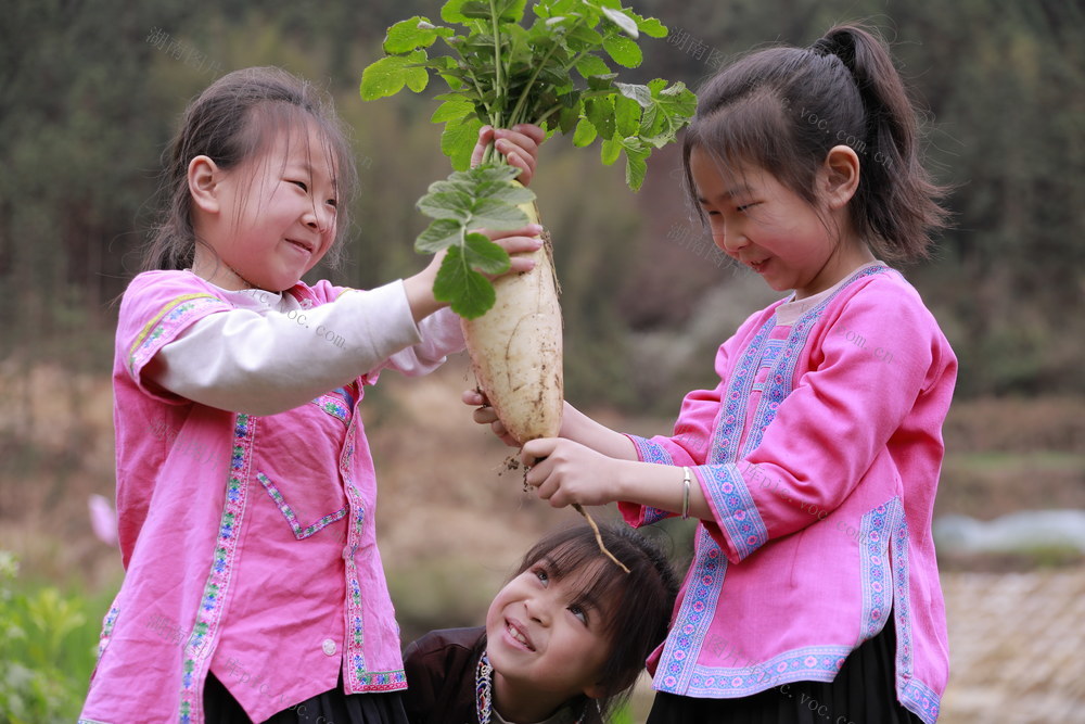 劳动 基地 收获 忙