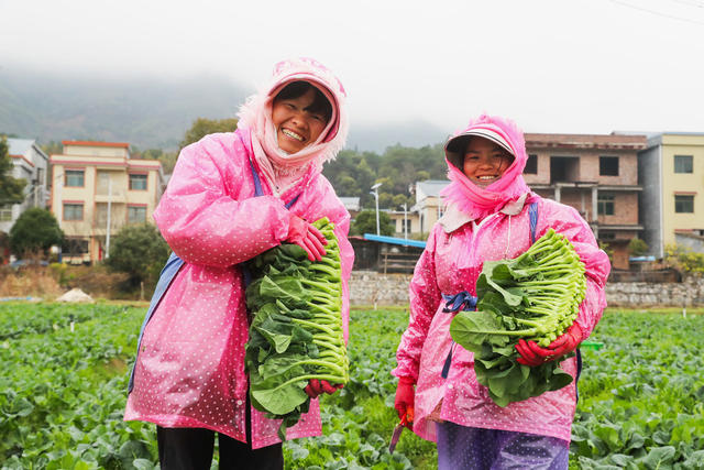 蔬菜  采收  供应 港澳  惊蛰