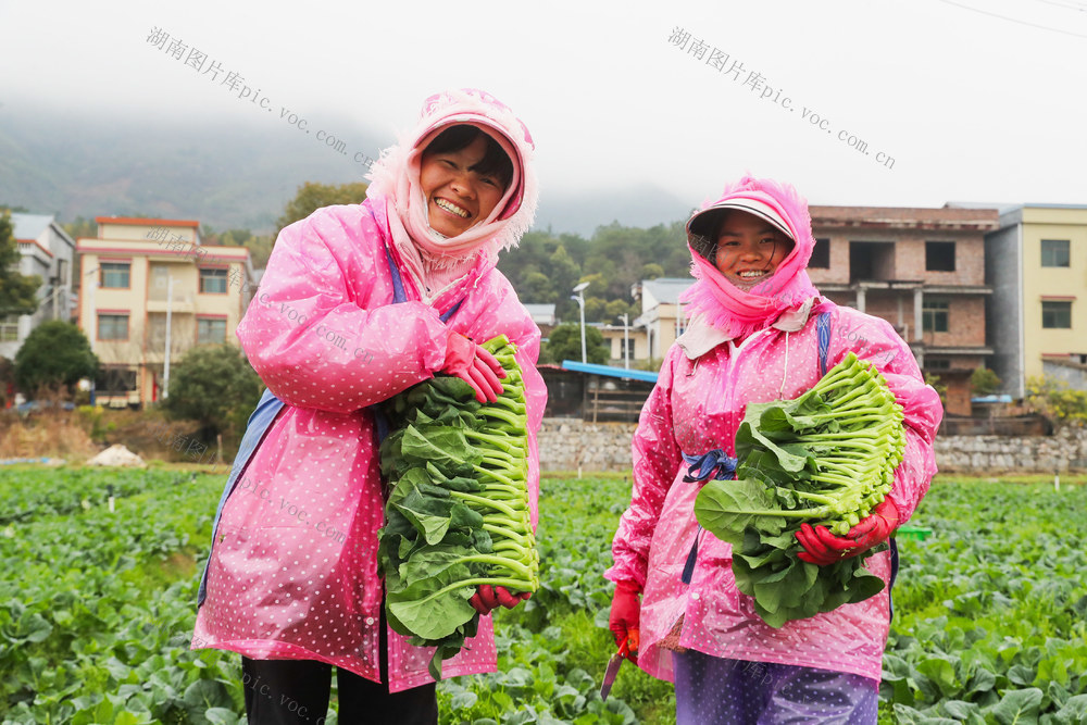 蔬菜  采收  供应 港澳  惊蛰