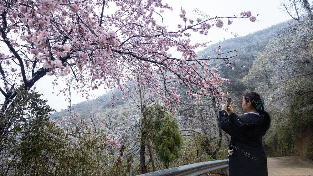 雾凇  樱花