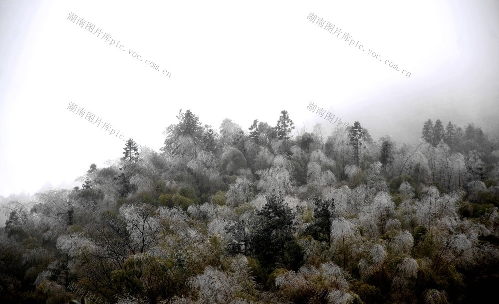 雾凇  深冲 胜收