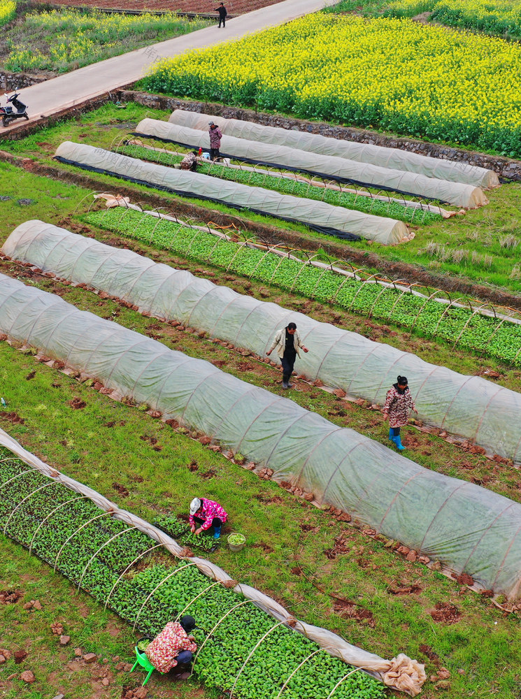 嘉禾：抢时节  农事忙