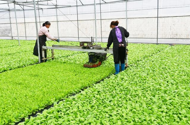 惊蛰将至农事忙