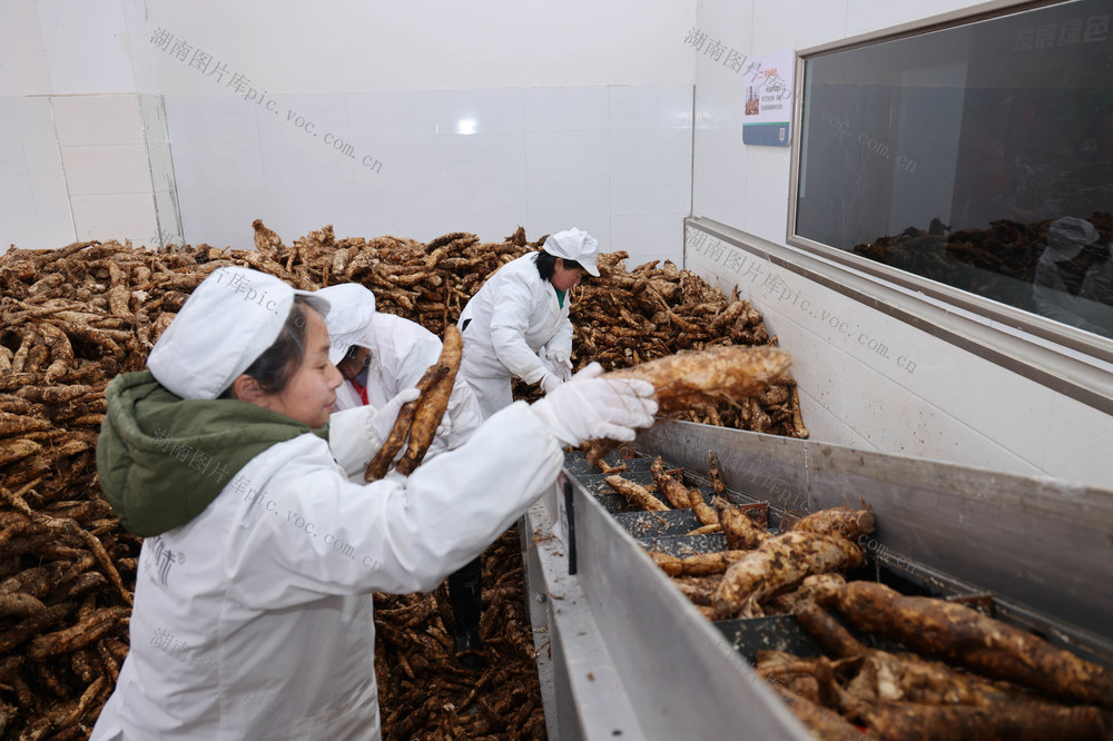 菜葛 加工 张家界