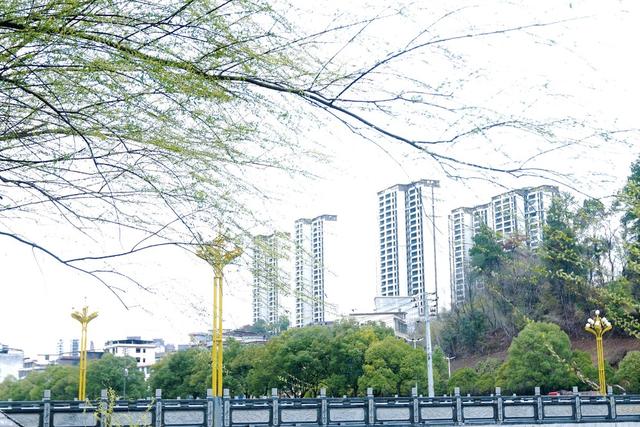 3月4日，郴州市临武县武水河畔烟雨蒙蒙，沉睡的柳枝舒展身肢，睁开惺忪的眼睛，摆动千丝万缕的款款春意情长，如眉、像月、似音符，诉说对春和景明的眷恋……把乍暖还寒的心事，随风送彼岸。