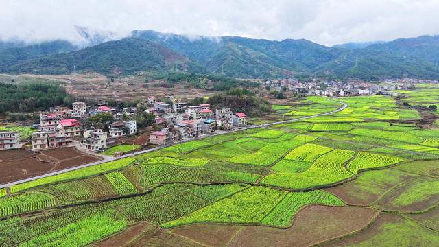 油菜 花 田园