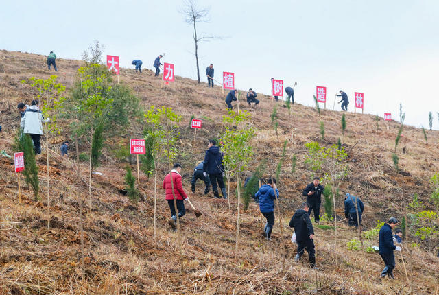 义务  植树  造林  绿化  家园
