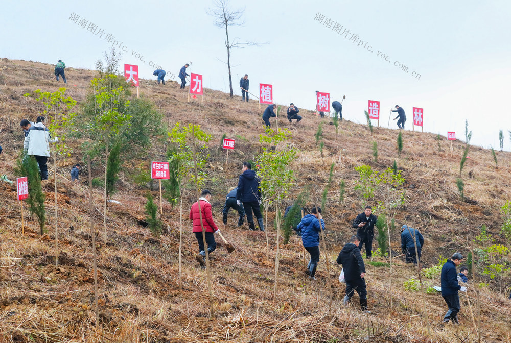 义务  植树  造林  绿化  家园
