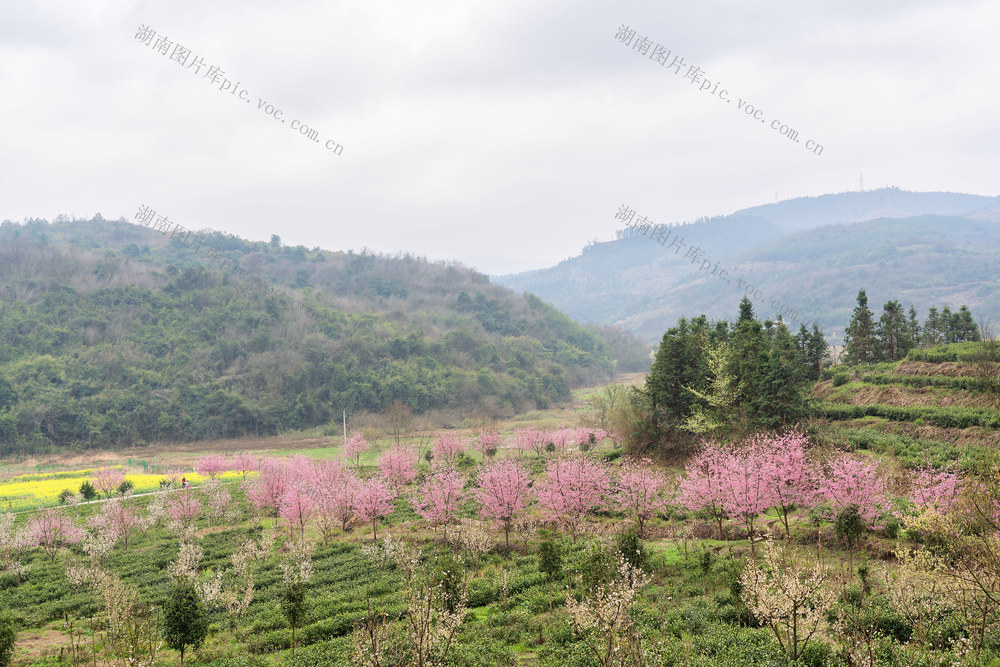 春景,,樱花,,景区,,茶园,,乡村旅游,,美丽乡村,,乡村经济