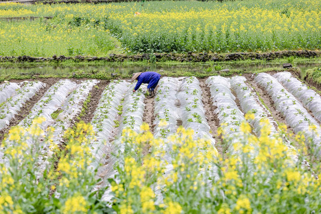 惊蛰 春管 春耕 农忙