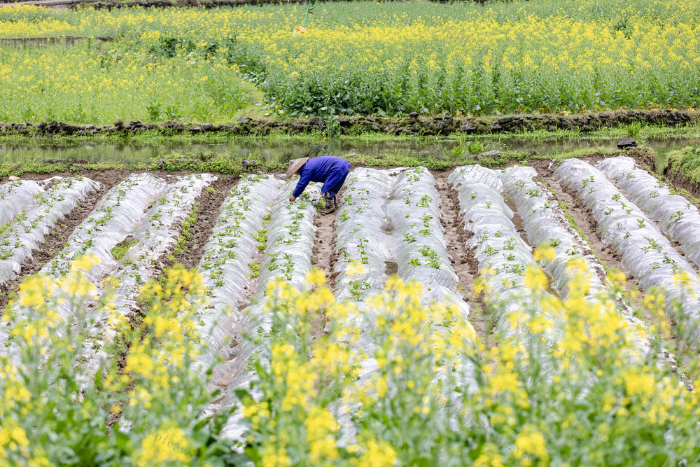 惊蛰 春管 春耕 农忙