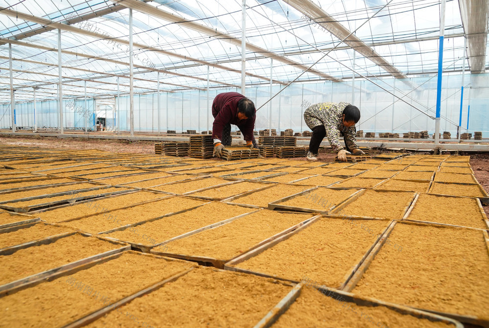 早稻  育秧  春耕   生产  大棚  工厂化  集中