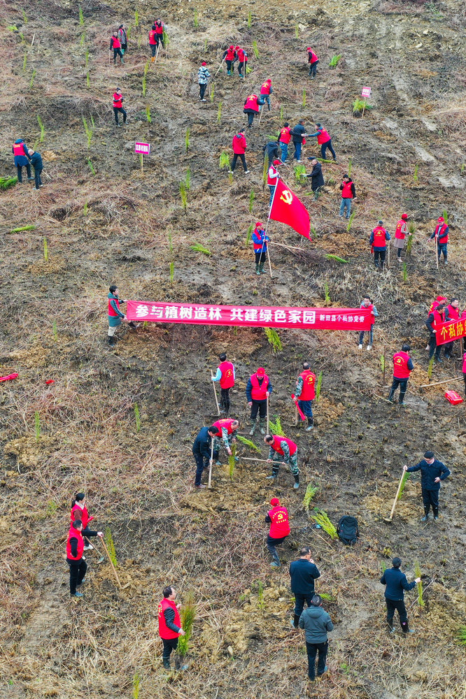 湖南新田：植树造林 绿化家园