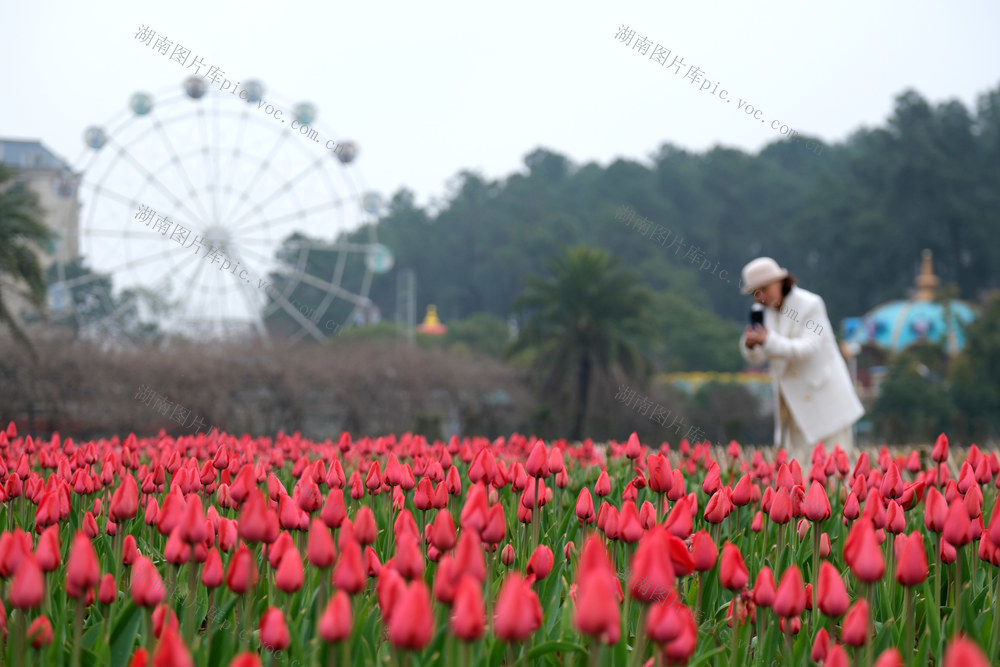湖南省植物园，郁金香
