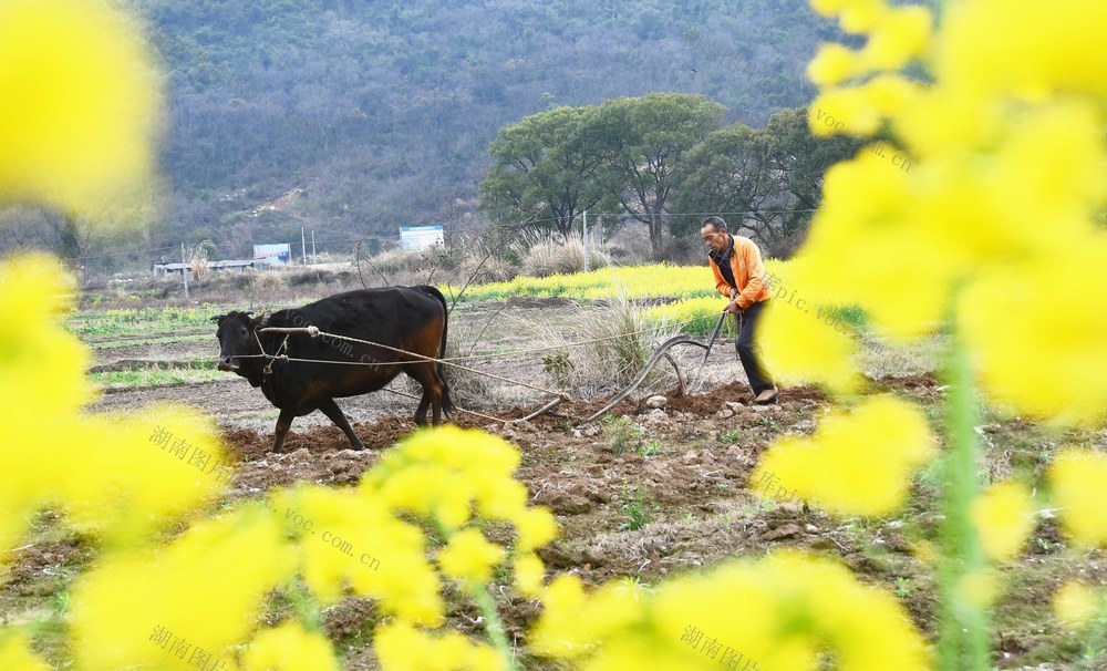   惊蛰时节农事忙
