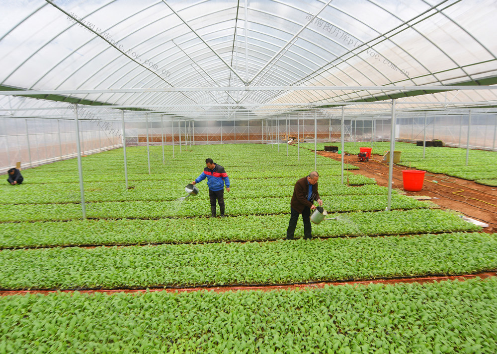 嘉禾：惊蛰时节农事忙