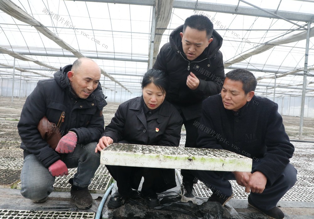  别样迎“三八”   巾帼助农忙