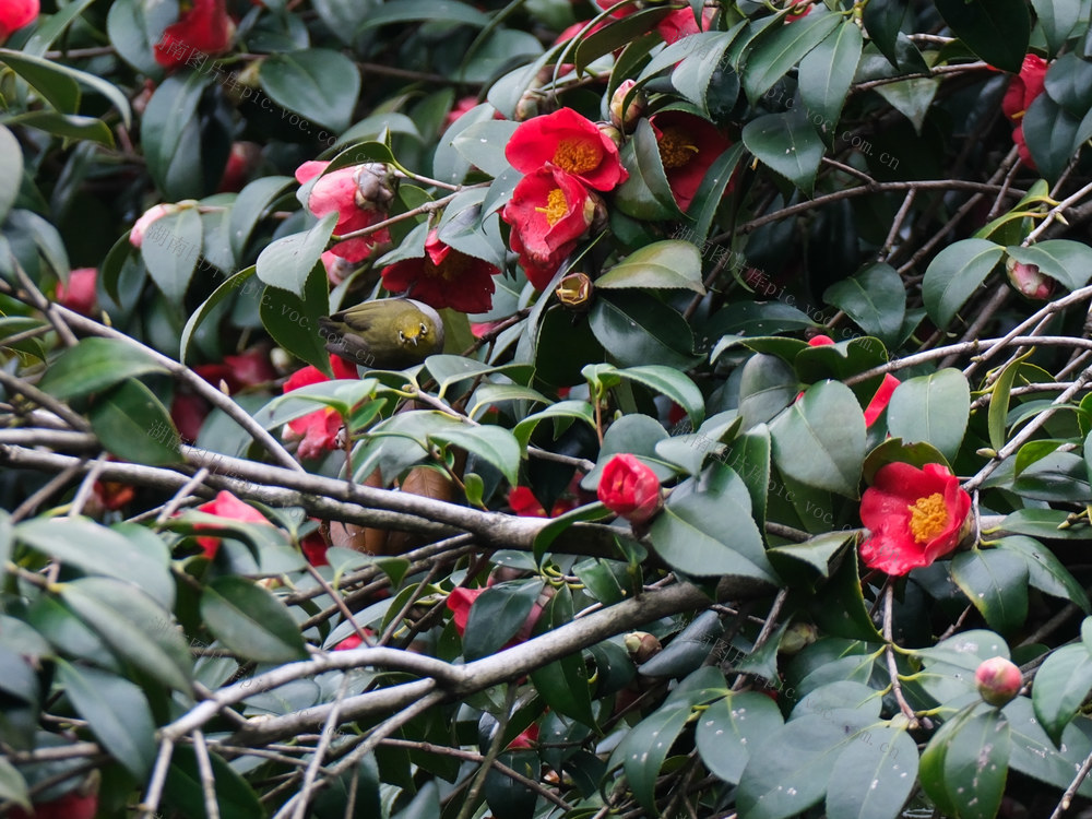 湖南省植物园，鸟语花香，