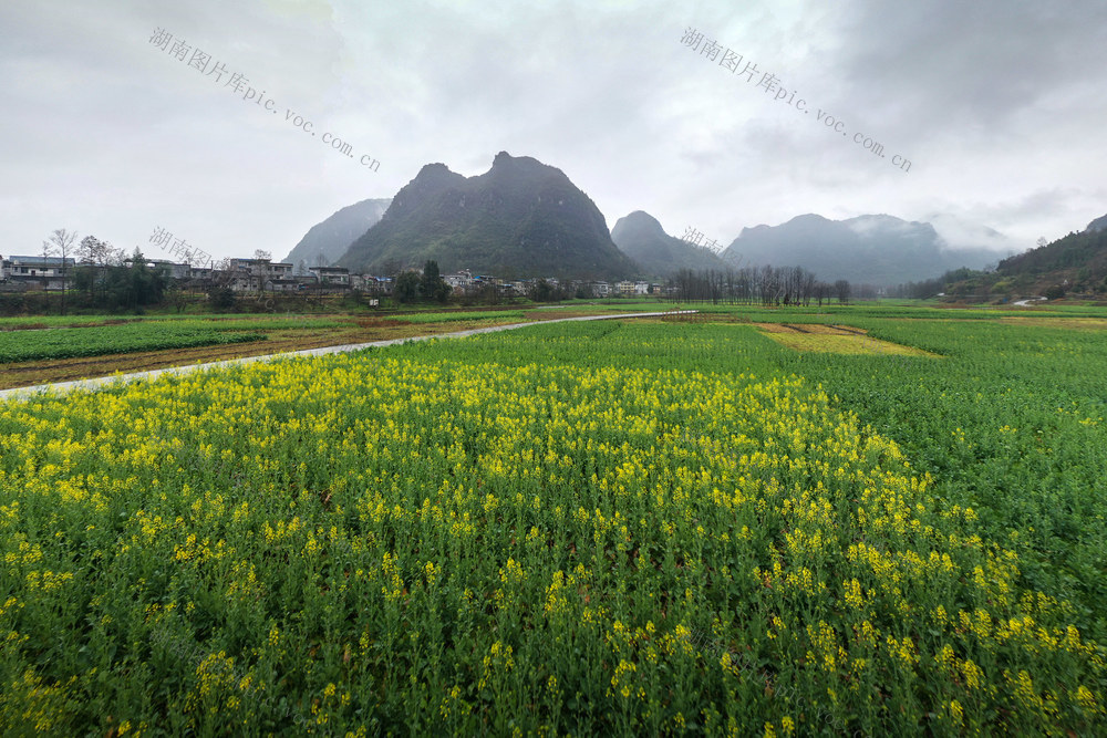 湖南，龙山，春天，田野，美景