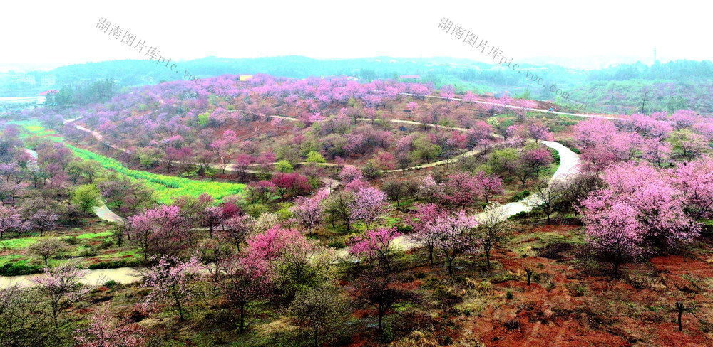 樱花，旅游，乡村，新农村，