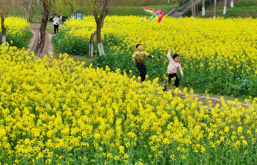 油菜花 春光 踏青 赏花