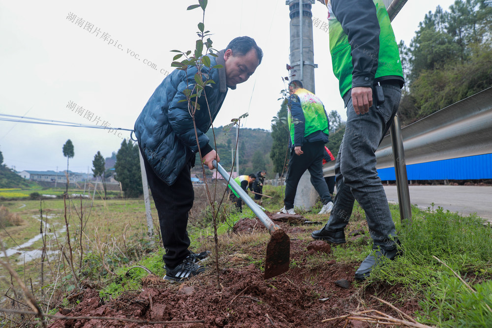 植树  造林 公路绿化