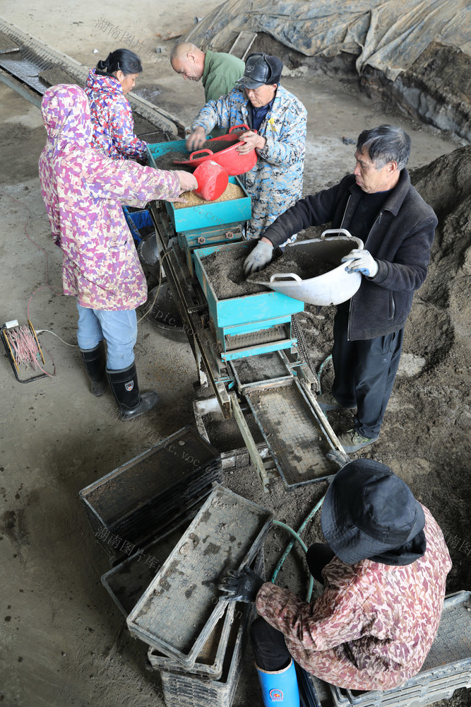 早稻 育秧 智能