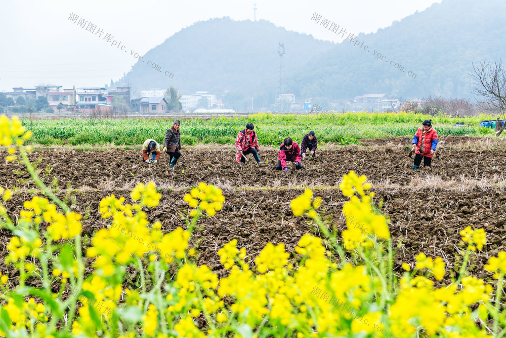 农业生产  特色种植