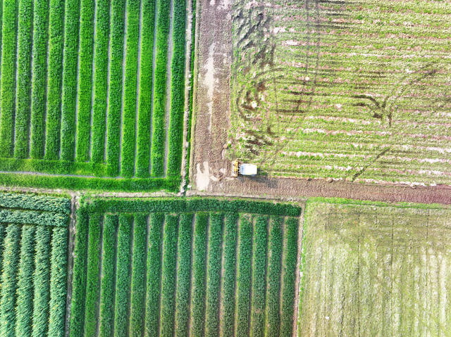 春耕生产  早稻  集中育秧  秧田耕整  机械化