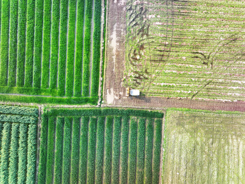春耕生产  早稻  集中育秧  秧田耕整  机械化