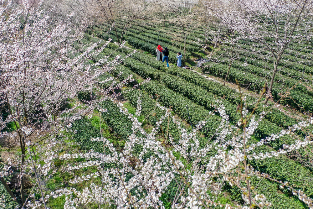 湖南，龙山，茶园，鲜花，茶叶，春色，游人，赏花，拍照