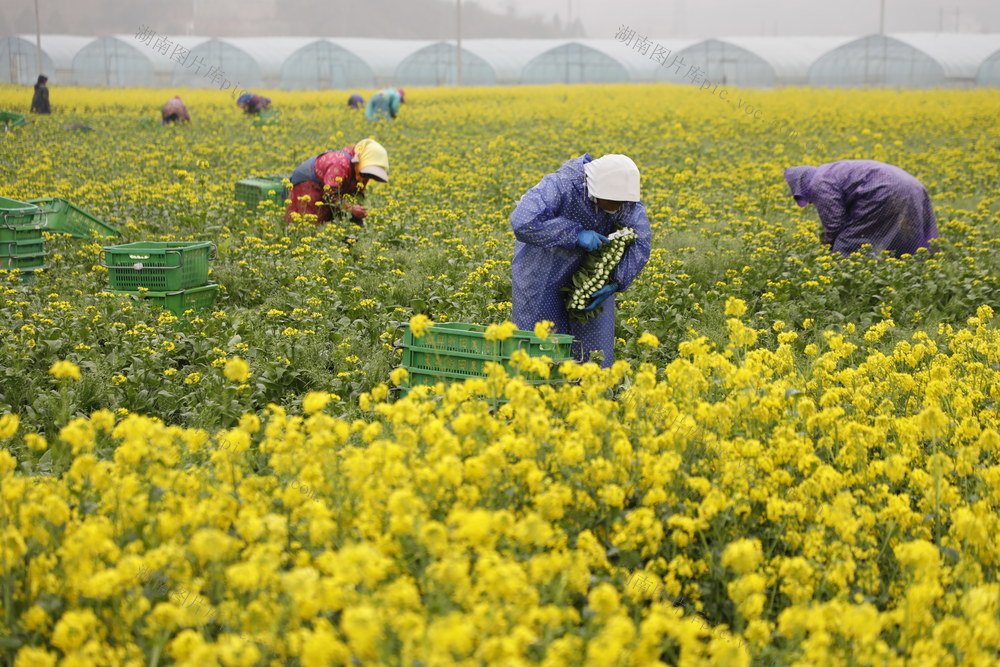 新田县东升农场蔬菜种植基地，村民在采收菜心，供应粤港澳。