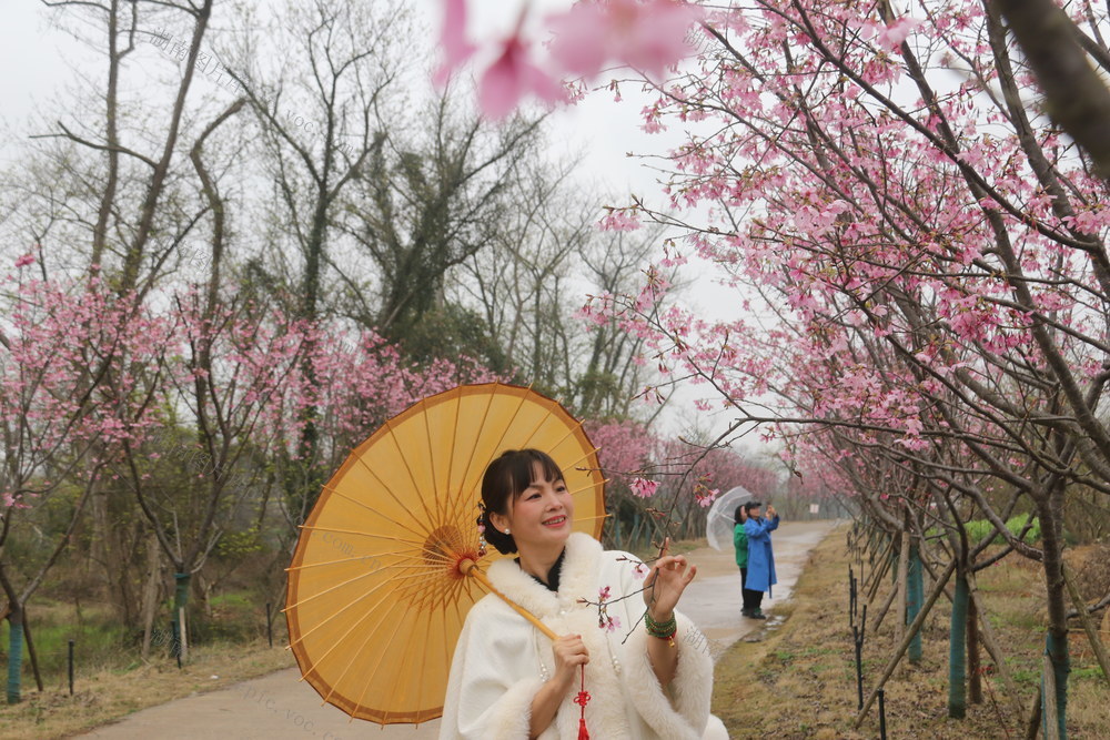 春花 樱花 春天 花季  旅游 