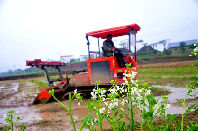 翻耕  稻田 景象