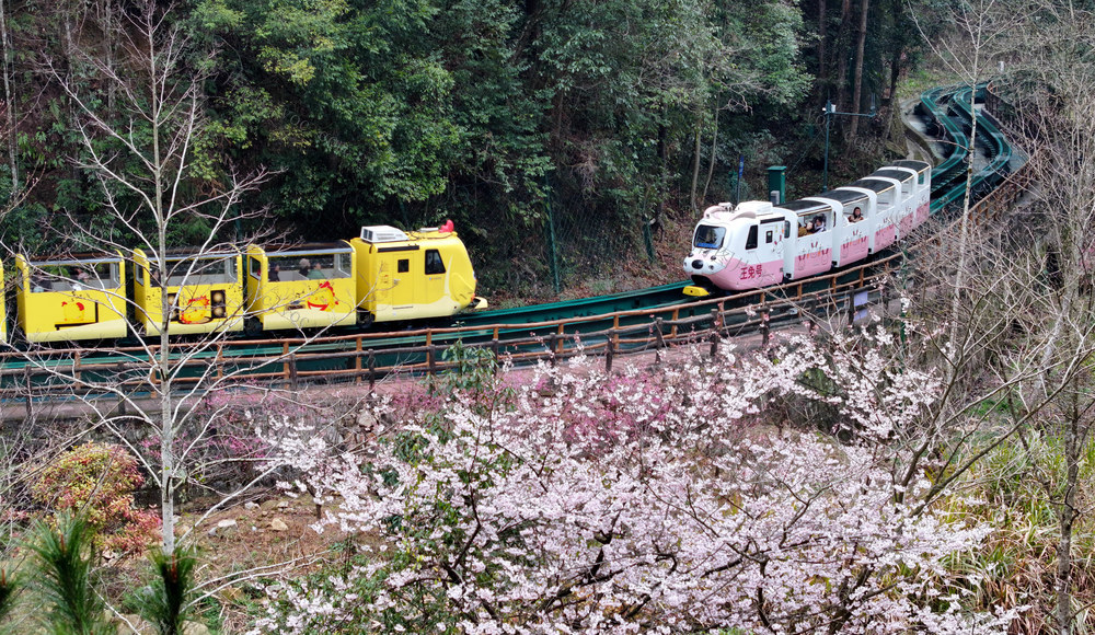 张家界 十里画廊
樱花 春色