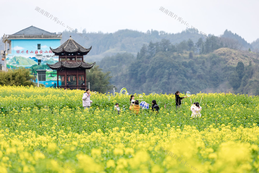 油菜花 春日乡村 花经济 乡村振兴