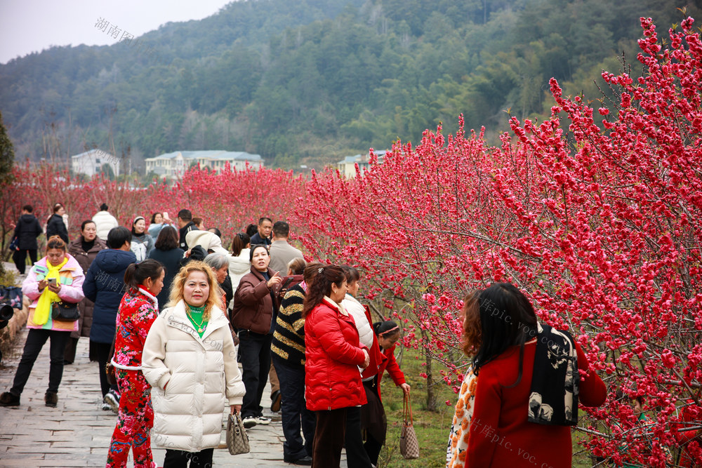 梅花 油菜花 赏花 花海 春