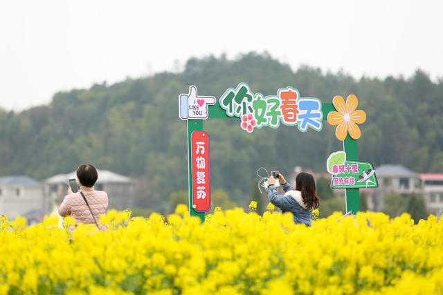 油菜花 春天 油菜 衡阳