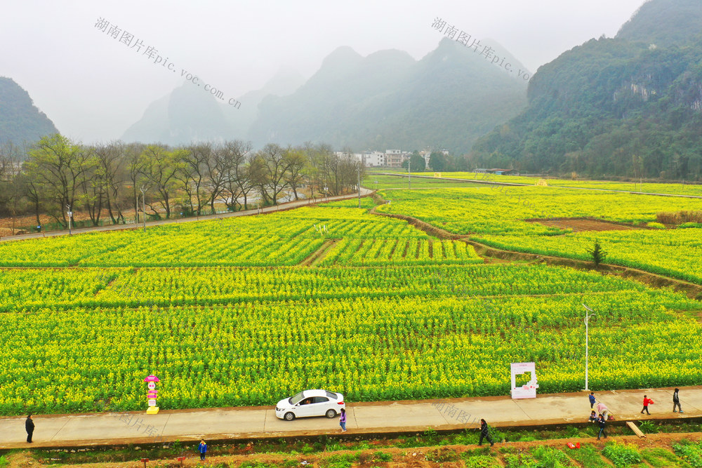 宁远：油菜花开乡村美